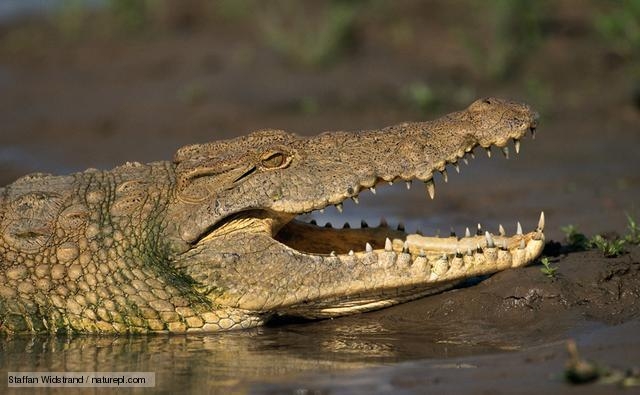 CROCODILE CONSUMES MOTHER, BABY IN UGANDA - PENPUSHING